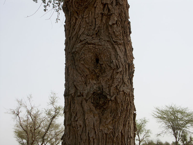 La Forêt des 29 - L'arbre qui allaite le monde - Photo 6